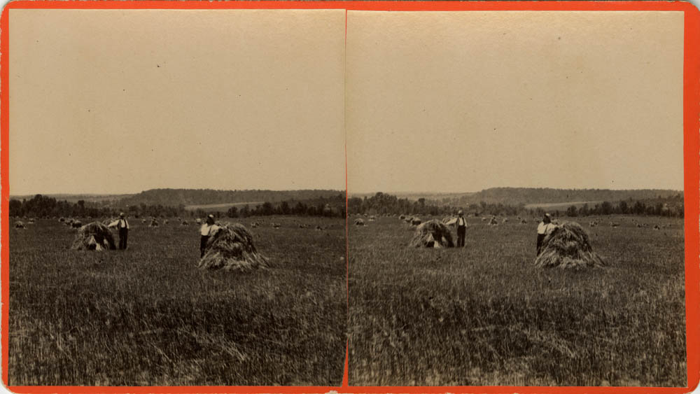 Stereoview of two men in a field next to grain stacks.